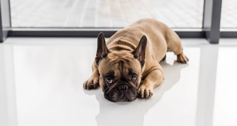 Animal Welfare: Dogs Should Not Be Left Alone for Too Long