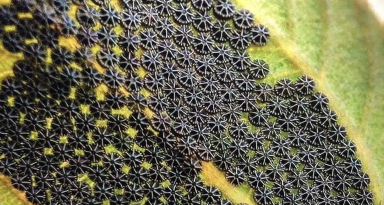Beware of These If You Find Them on Your Plants