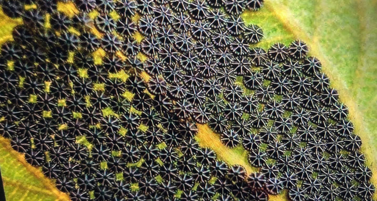 Don’t Touch These If You See Them on Your Plants