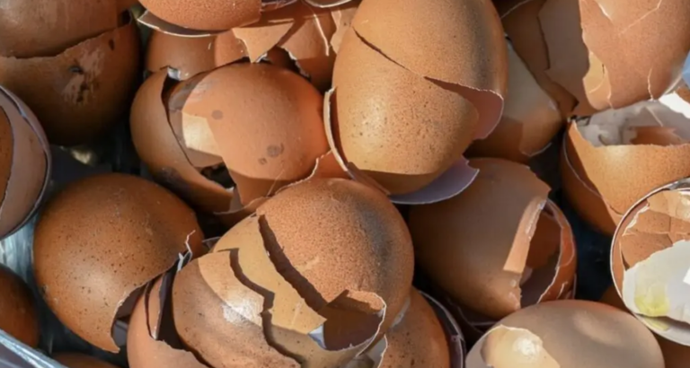 Don’t throw away eggshells! Here’s what makes them useful