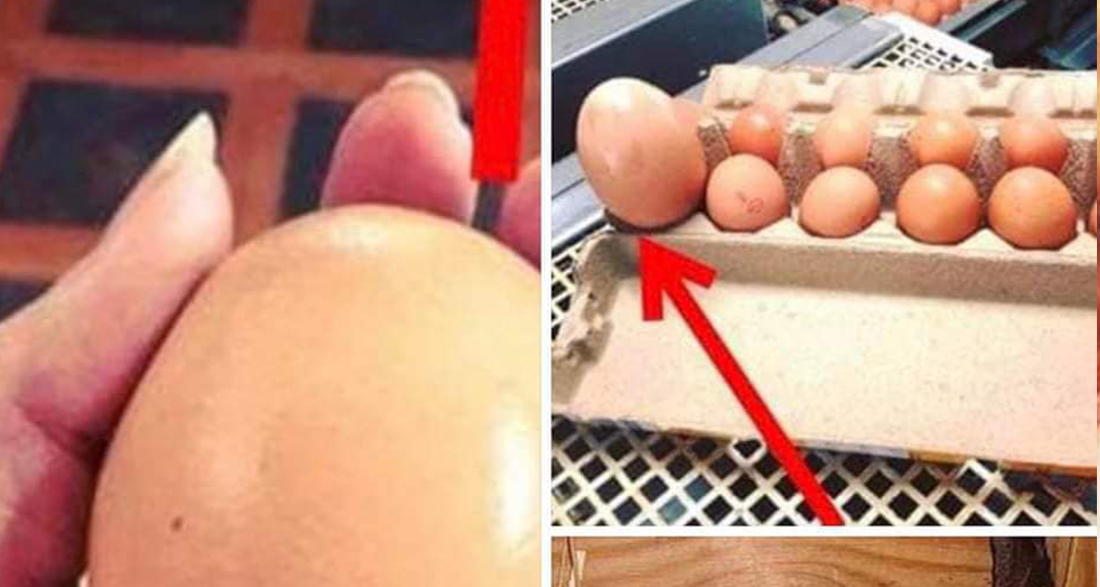 Farmer finds giant egg but what was inside was even more puzzling