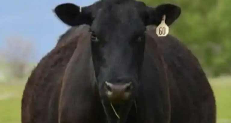 He Just Invested $6,500 in a Young Black Angus Bull