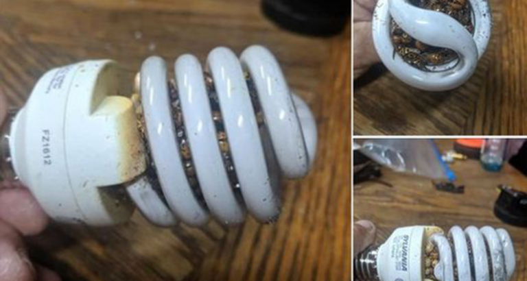 Man Warns Others After Startling Light Bulb Discovery