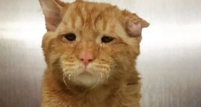 The Couple Adopted the Saddest Cat, and It Transformed into a Happy Animal in Just Hours.