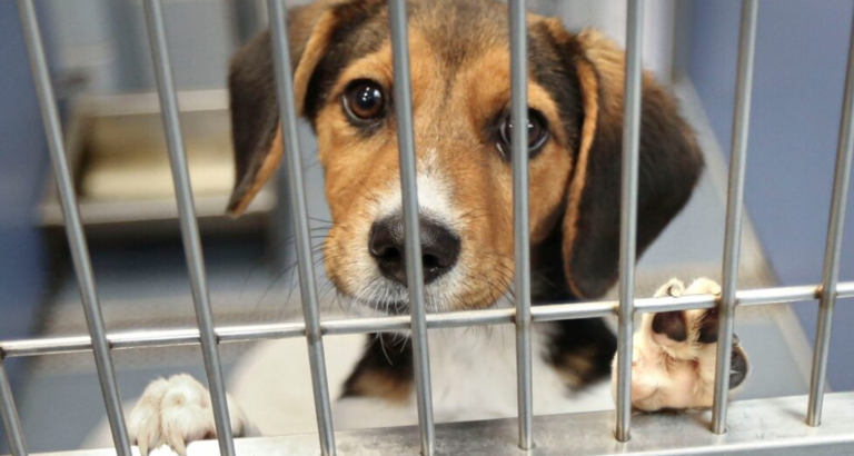 Woman leaves boyfriend’s dog at shelter while he was at work