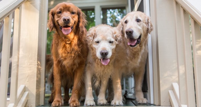 Woman asks neighbor to watch dogs – then receives a letter from him that reduces her to tears