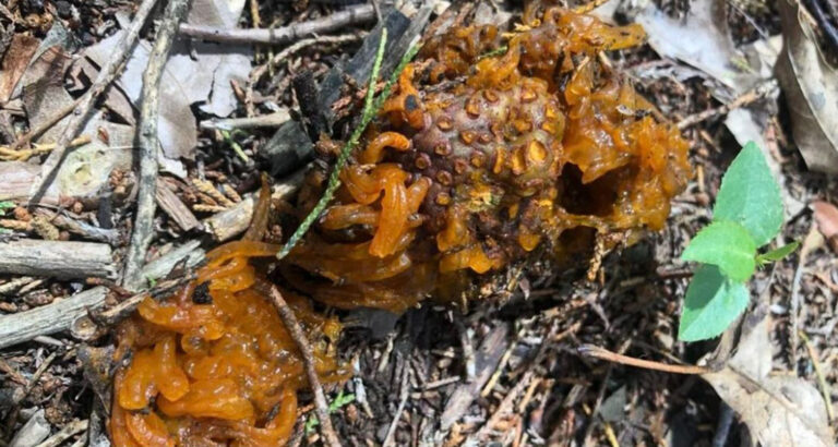 Dealing with Cedar-Apple Rust in Your Backyard