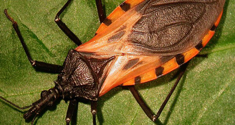 These bugs come out at nighttime, and attacking victims, they silently kill or leave them with a lifelong infection