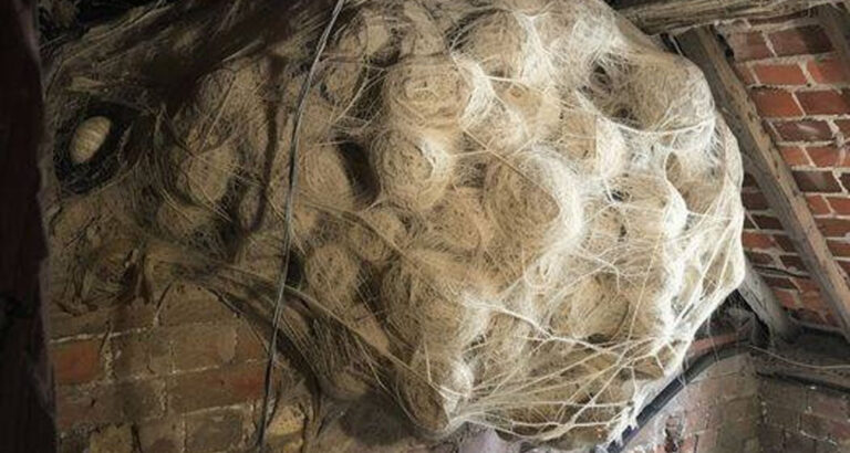 Man Thinks He Found “Hornets” Nest In Attic – Turns Pale When He Realizes What’s Inside