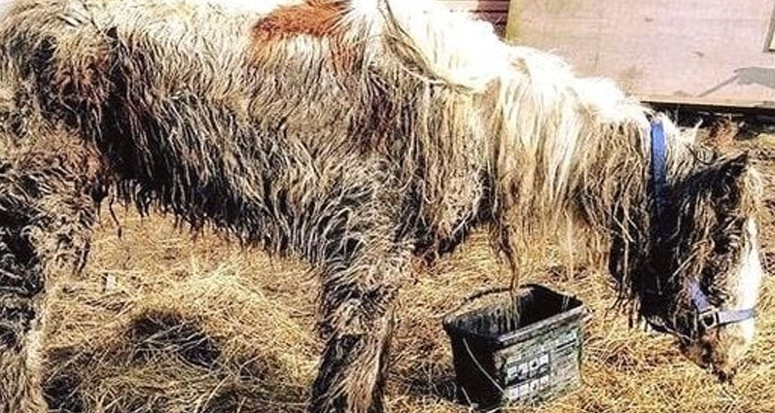 Starving horse Heidi is dumped in mud and left to di:e – volunteers save her and now she’s winning awards