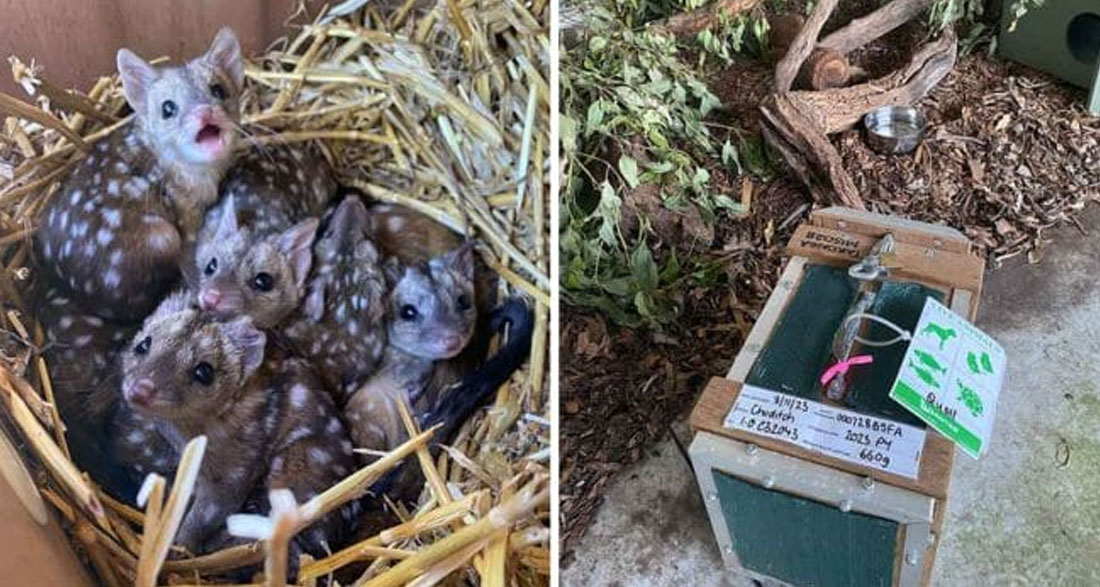 Gang finds unusually spiky creatures in nest