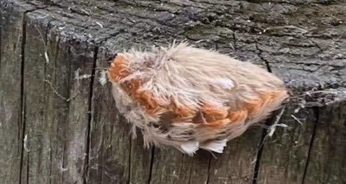 Mom sees kids with little “fur ball” at the park – looks closer and immediately realizes grave danger