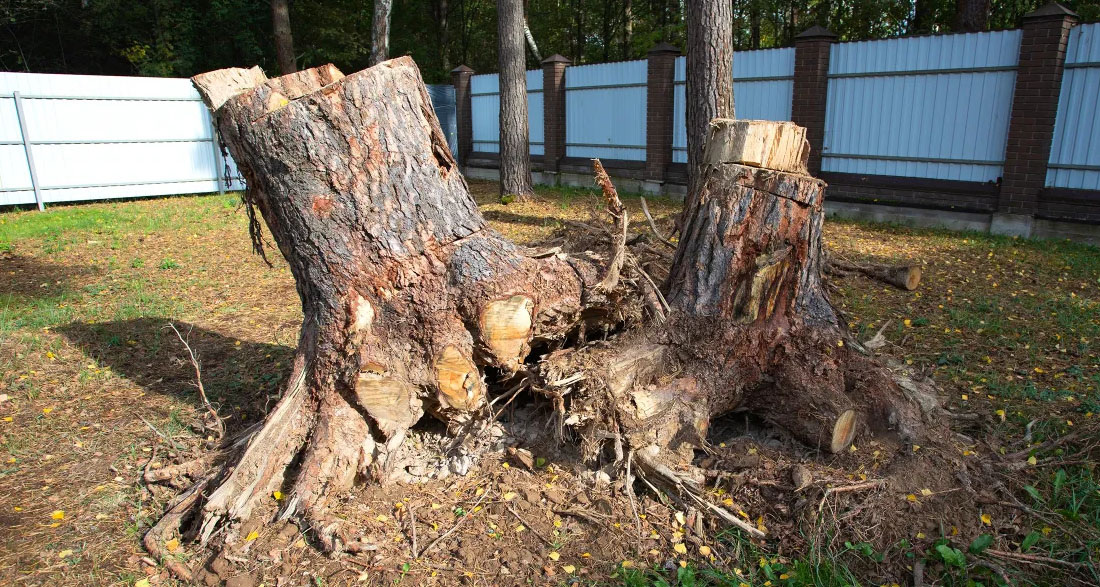 Neighbor Got Jealous of Our 200-Year-Old Tree and Chopped It Down While We Were on Vacation