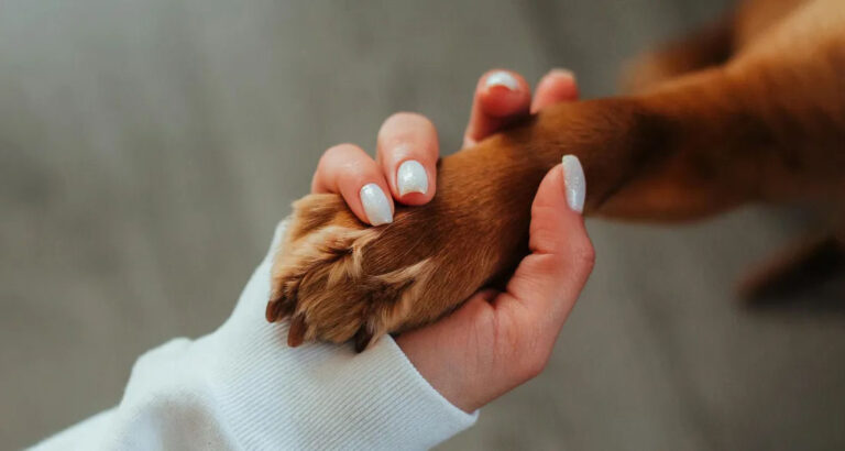 Every Time I Returned from a Work Trip My Dog Looked Different, Until Her Collar Revealed What My Husband Was Hiding — Story of the Day