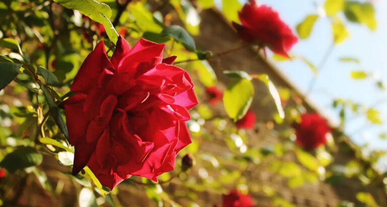 Grandma Asked Me to Move Her Favorite Rosebush One Year After Her Death – I Never Expected to Find What She’d Hidden Beneath It