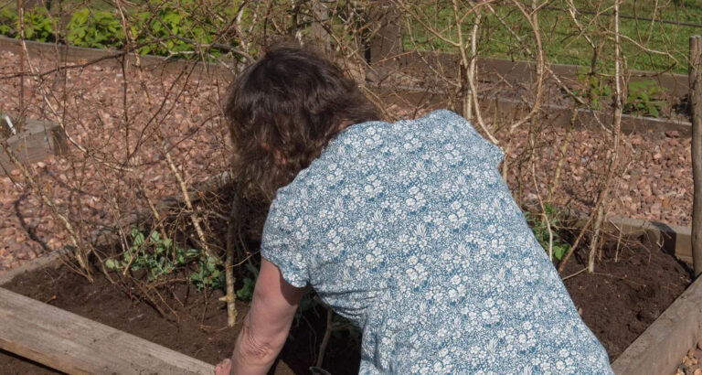 My Neighbor Kept Stealing Vegetables and Fruit from My Small Backyard Garden I’ve Grown Myself