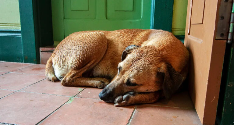 Our Rescue Dog Found an Unconscious Older Lady in the Woods – What We Learned About Her Changed Everything