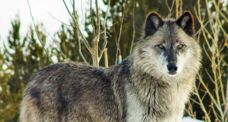 Wolf Brought a Bundle with a Newborn to My Cabin – Days Later, Seven Yellow SUVs Showed Up