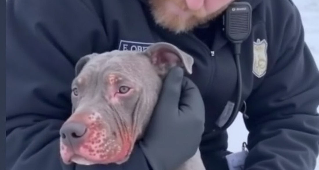 He Was Reported as ‘Aggressive.’ What the Officer Found Sitting in the Snow Was Something Far More Heartbreaking