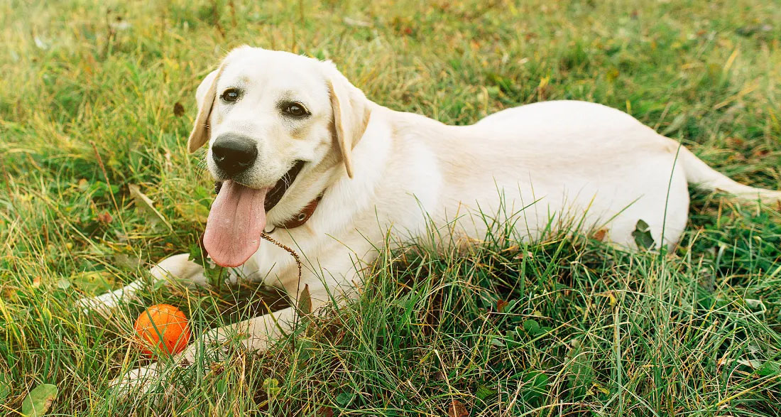 I Found a Dog in My Garden – After Calling the Number on His Tag, I Turned Down $150,000 but Found Happiness