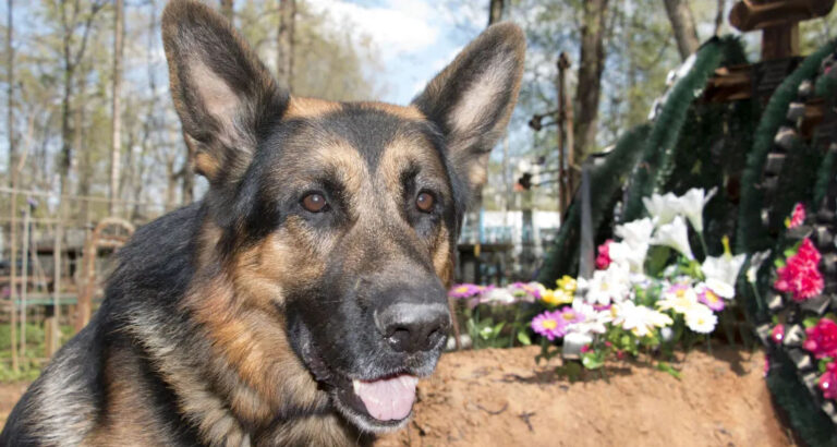 At My Father’s Funeral, His Dog Started Barking at the Casket like Crazy – After I Opened It, My Mom Fainted