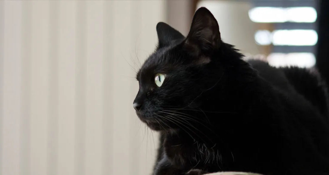 My Mom’s Cat Vanished After Her Funeral – on Christmas Eve, He Returned and Led Me Somewhere I Never Expected