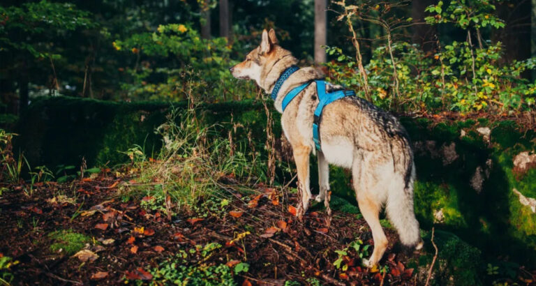 My Dog Brought Me the Jacket My Husband Disappeared in Years Ago – I Followed Him and Couldn’t Believe What I Found