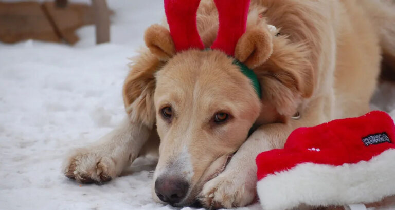 My Ex’s Dog Brought Me the Pendant I Buried with Our Late Daughter – What He Led Me to Made My Blood Boil