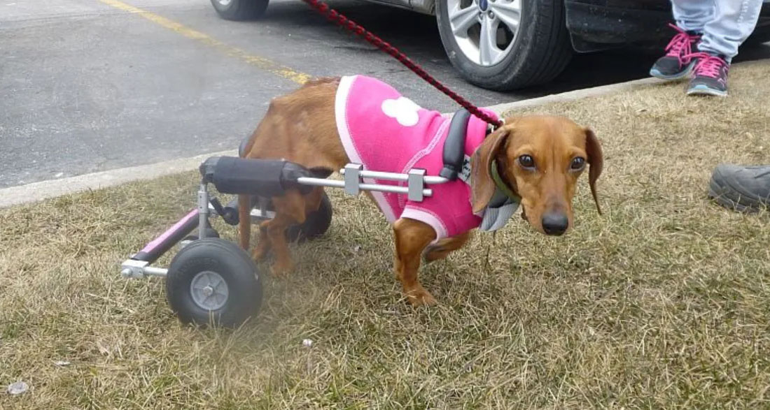 My Neighbor Called My Rescue Dogs ‘Disgusting’ and Told Me to Get Rid of Them – I’m 75, and She Learned a Lesson Real Fast