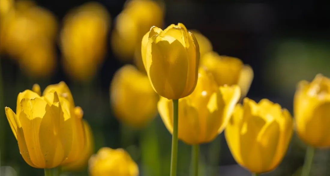 Every Sunday for 3 Years, a Yellow Tulip Appeared for My Husband – When I Finally Found Out Who Was Behind It, I Couldn’t Stop Smiling