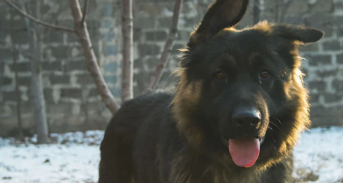 I Gave Food to a Hungry Veteran and His Dog – a Month Later, My Boss Dragged Me into His Office, Furious, and My Whole Life Flipped Upside Down